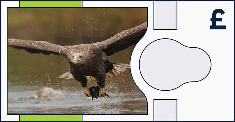 A large bird of prey, likely an eagle, flies low over water with wings spread wide. The background is blurred, and there is a pound sterling (£) symbol on the top right of the image.