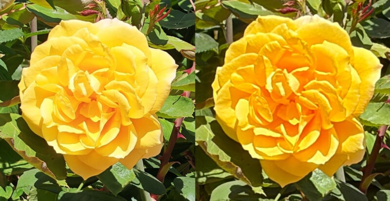 Side-by-side close-up photos of a blooming yellow rose surrounded by green leaves. The left image is slightly brighter and sharper, while the right image appears softer with more saturated yellow tones.