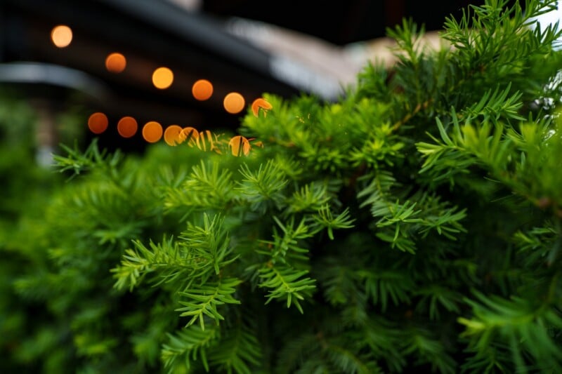 Close-up of vibrant green pine needles on a bush with blurred orange string lights and an out-of-focus dark background, creating a soft, warm atmosphere.