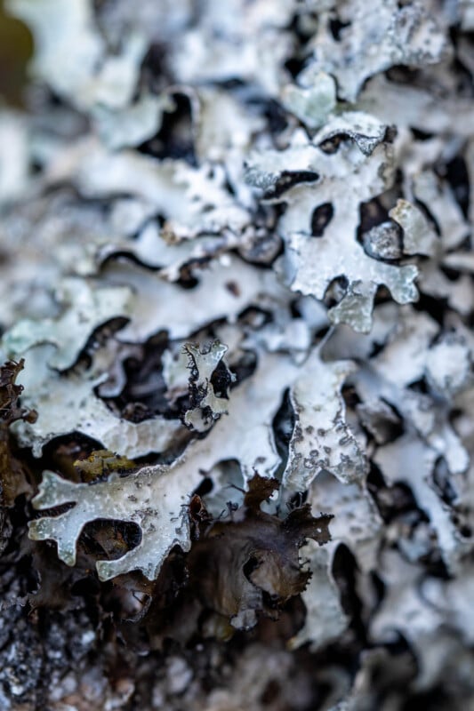 Close-up of pale, leafy lichen with irregular, jagged edges growing on a surface, showing intricate texture and detail in shades of gray, white, and hints of green and brown.