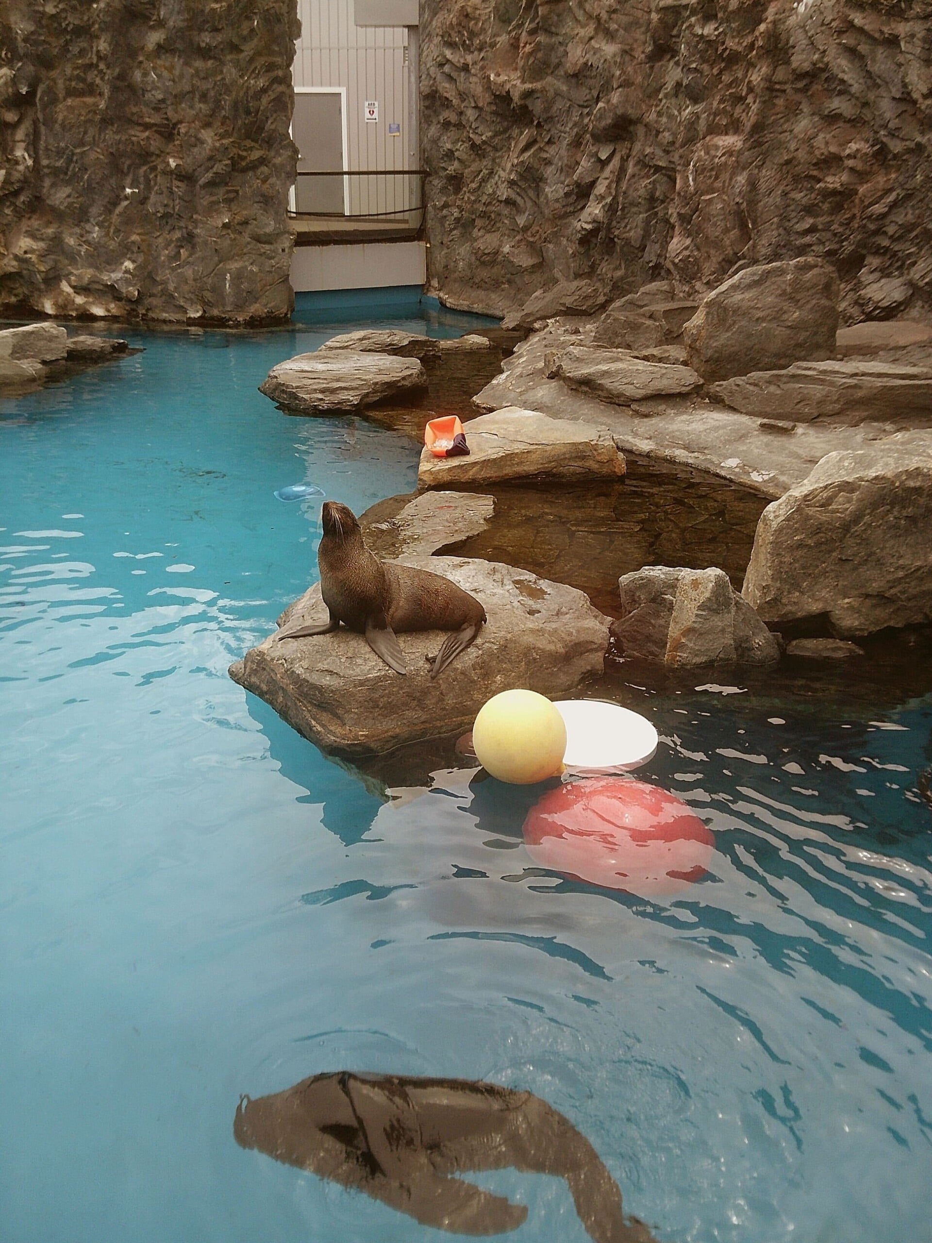 A seal sits on a rock ledge beside a clear blue pool surrounded by rocky walls. Colorful buoys float in the water, and another seal can be seen swimming below the surface.