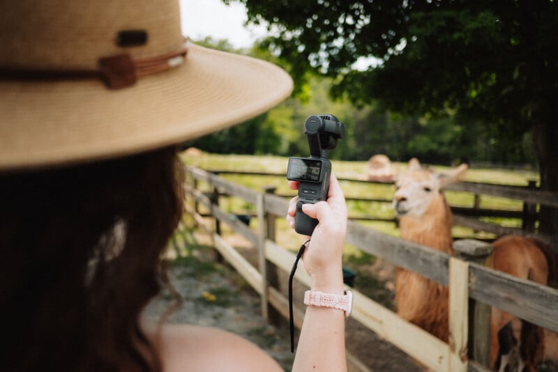 A woman wearing a wide-brimmed hat films llamas in a fenced outdoor area using a handheld camera. The scene is bright and surrounded by greenery.