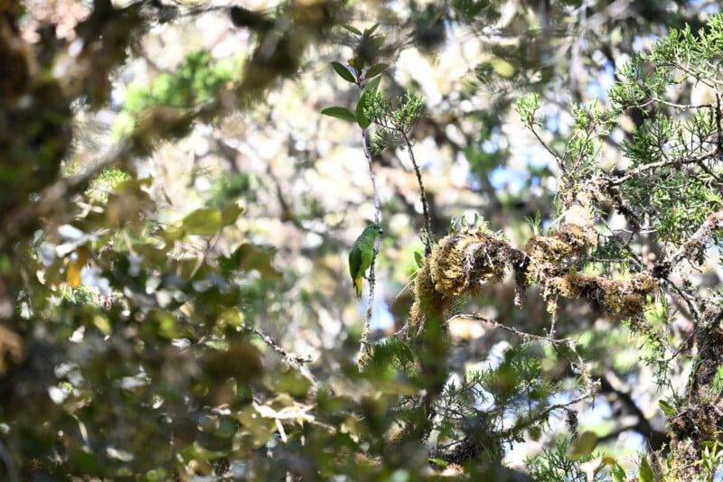 A green bird perched on a mossy branch, partially hidden among dense, sunlit foliage in a forest. The bird blends in with the surrounding leaves and branches.
