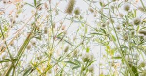 Close-up view from a low angle of tall, green grass and plants with soft, fuzzy seed heads against a bright, sunlit sky. The image has a light, airy feel with soft focus and natural details.