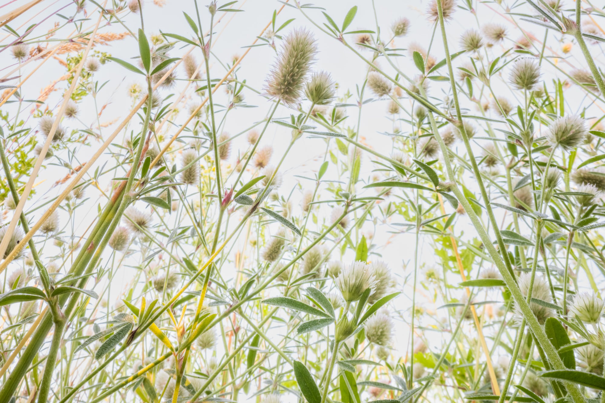 Flowerscapes: Photographing Flowers From a Bug’s Eye Perspective