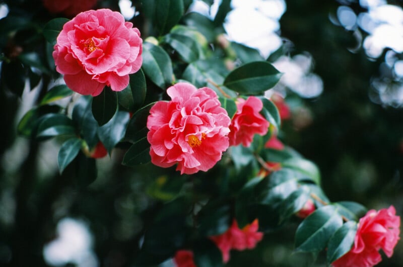Close-up of vibrant pink camellia flowers in bloom, surrounded by glossy green leaves, with a blurred natural background.