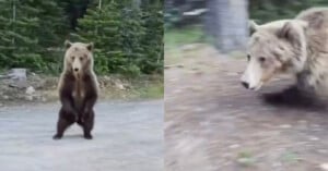 Split image: Left side shows a bear standing upright on a dirt path in front of trees. Right side shows the bear running on all fours through a forested area, appearing slightly blurred by motion.