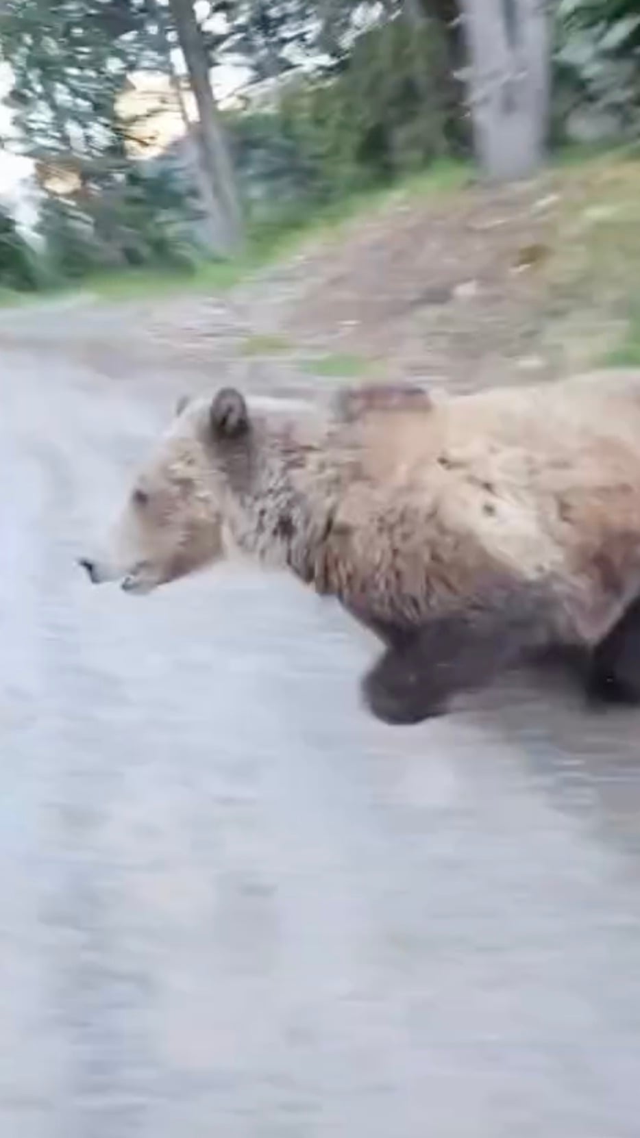 A brown bear with shaggy fur walks along a dirt road near a forested area, with trees and grass visible in the background.