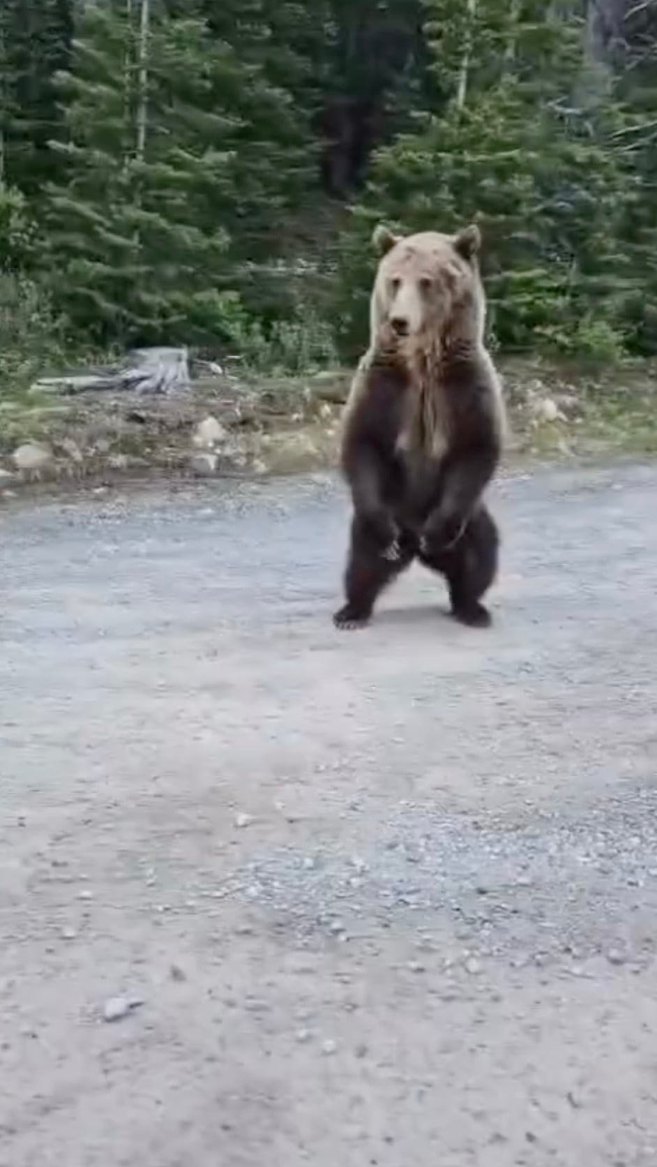 A brown bear stands upright on its hind legs on a gravel road, with a forested area in the background.