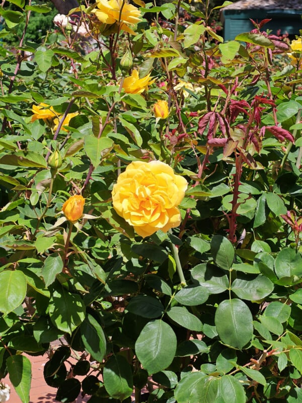 A vibrant yellow rose in full bloom surrounded by green leaves and rosebuds in a sunlit garden.