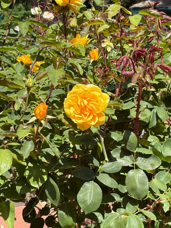 A bright yellow rose in full bloom surrounded by rosebuds and green leaves, with sunlight highlighting the vibrant colors. Brick pathway and more foliage are visible in the background.