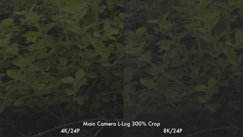 A side-by-side comparison of green foliage, with the left labeled "4K/24P" and the right "8K/24P." The 4K side appears brighter and clearer, while the 8K side is darker with less visible detail. Text reads: "Main Camera I-Log 300% Crop.