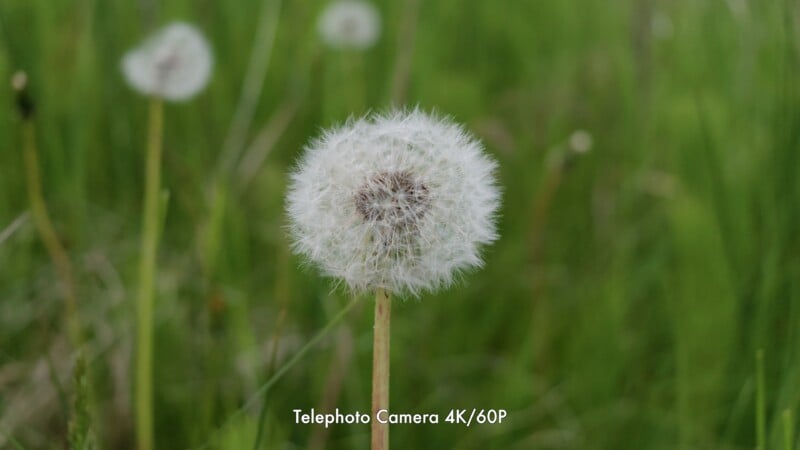 A close-up of a dandelion puffball in sharp focus against a blurred green grassy background, with the text "Telephoto Camera 4K/60P" at the bottom center.