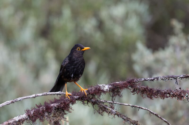 A blackbird with bright orange beak and legs stands on a lichen-covered branch against a blurred natural background.