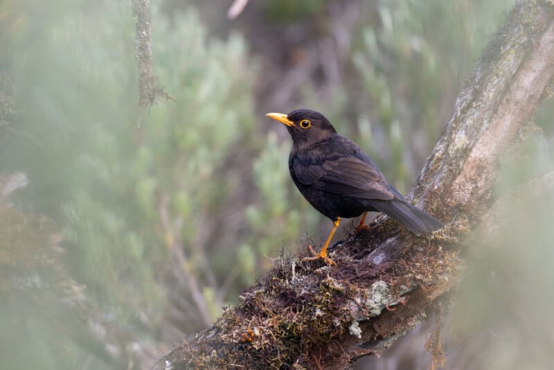 A blackbird with a yellow beak and eye ring stands on a mossy tree branch, surrounded by blurred green foliage in a natural outdoor setting.