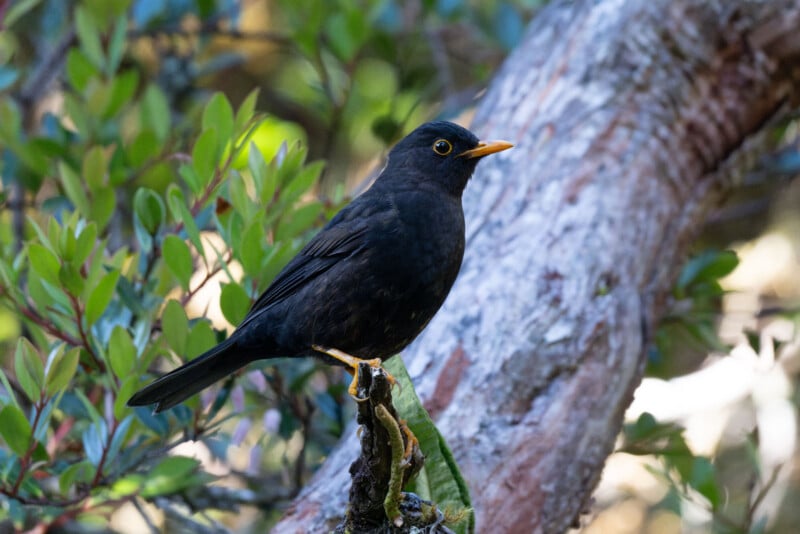 A blackbird with glossy black feathers and a bright yellow beak perches on a branch, surrounded by green leaves and a tree trunk in the background.