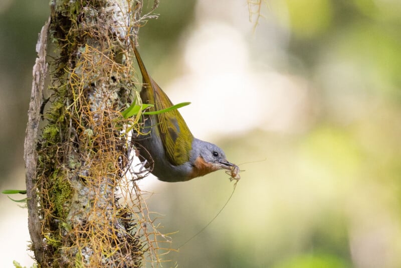 A small bird with gray and olive-green feathers clings to a mossy tree trunk, holding an insect in its beak against a soft, blurred green background.