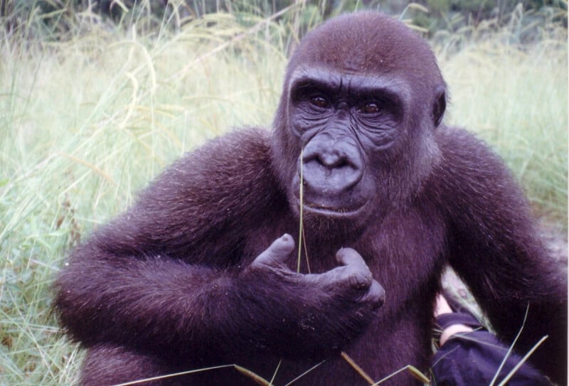A young gorilla sits in tall grass, holding a blade of grass close to its mouth and gazing toward the camera.