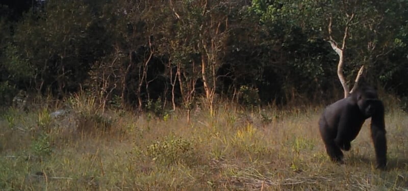 A gorilla stands on two legs at the edge of a grassy clearing, with dense trees and bushes in the background.