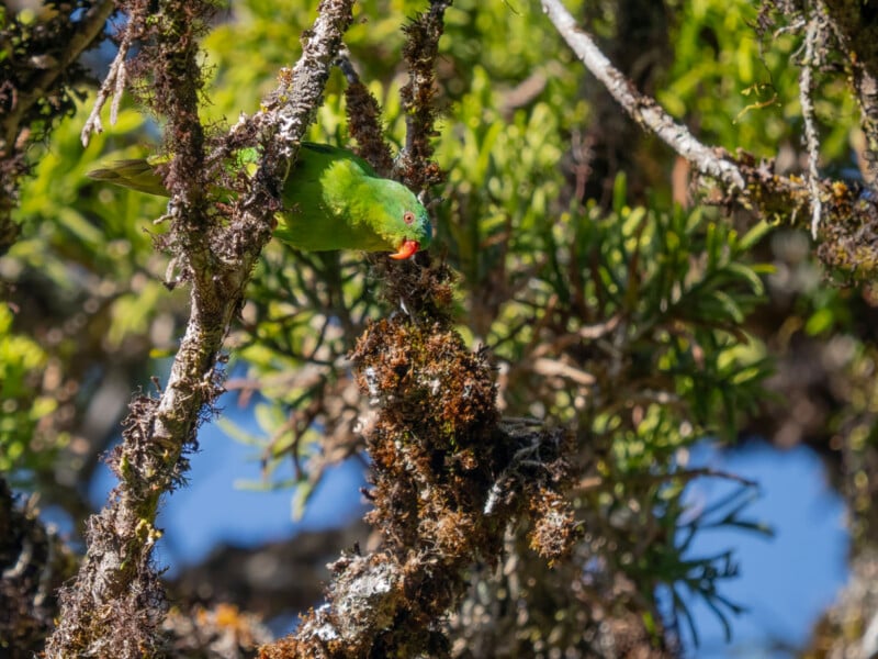 A small green parrot with a red beak perches on mossy branches amid dense green foliage, blending into its natural surroundings under bright sunlight.