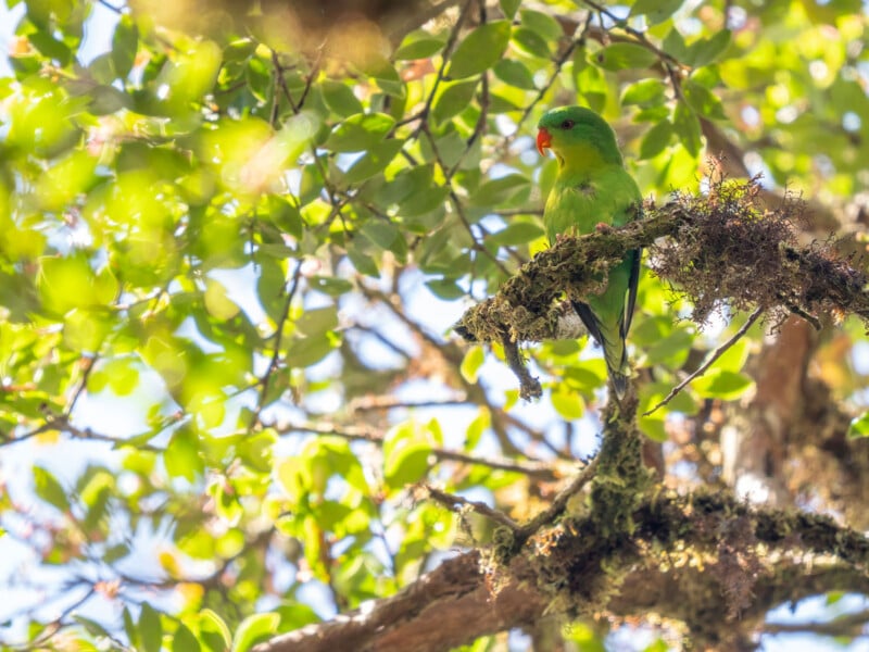 A green parrot with an orange beak perches on a mossy tree branch, surrounded by sunlit green leaves in a forest.