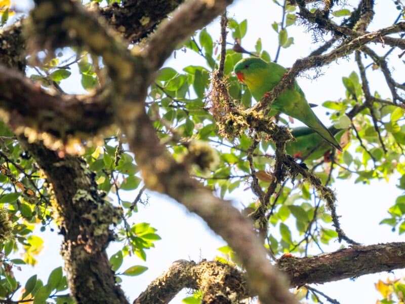 A green parrot with an orange beak perched on a mossy tree branch, partially hidden among leaves and sunlight filtering through the canopy.