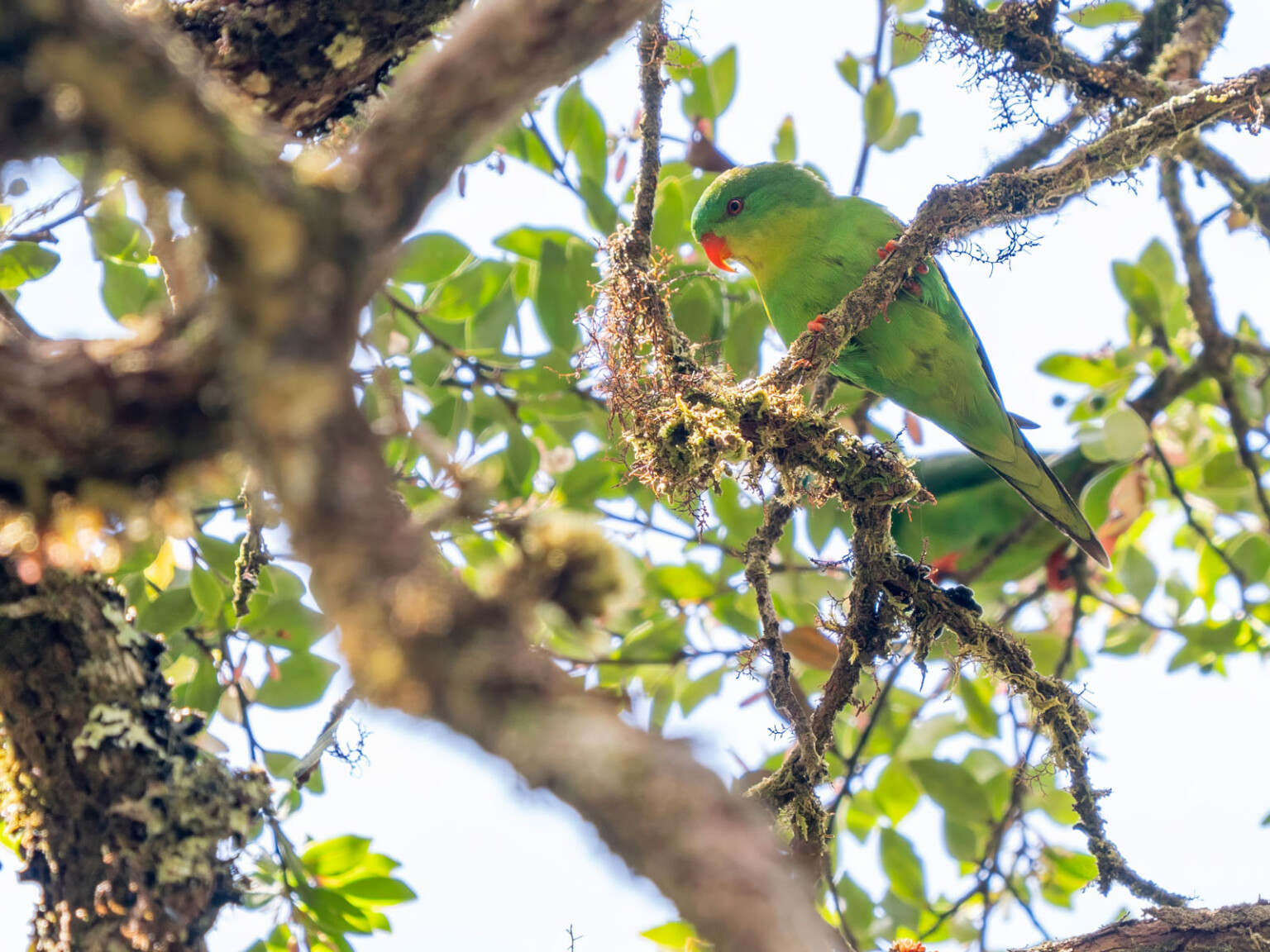 The Best Photos Ever of a 'Lost' Parrot Seen Just Twice In a Century ...