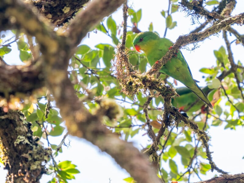 A green parrot with an orange beak perches on a mossy tree branch, surrounded by leafy foliage and dappled sunlight filtering through the branches.