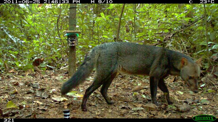 A grey fox walks on the forest floor, captured by a trail camera during the day. Lush green plants and trees surround the animal; camera equipment is visible in the background.