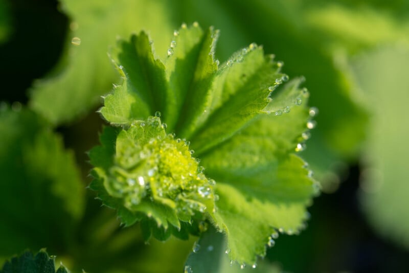 Close-up of a green leaf with serrated edges, covered in small water droplets, against a blurred green background.