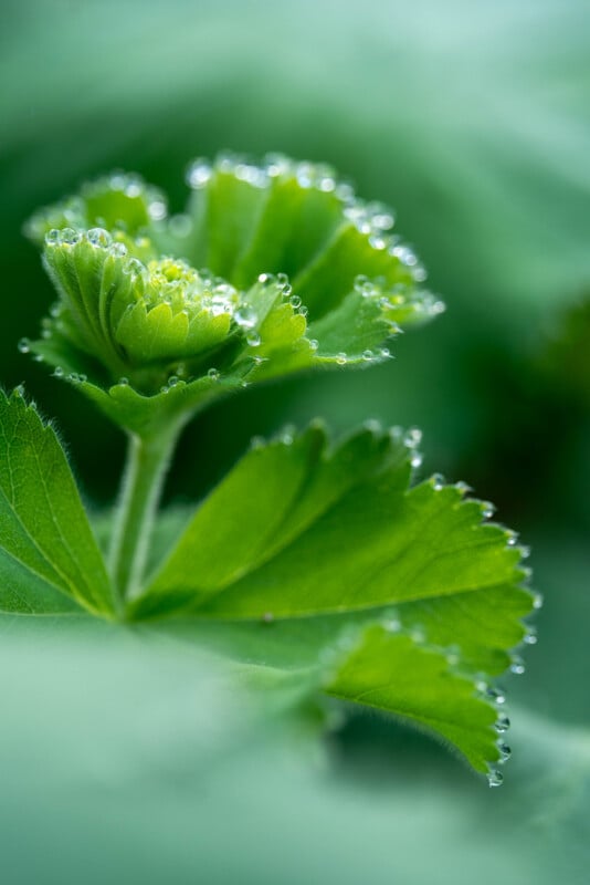 Close-up of green leaves with serrated edges, covered in small water droplets. The background is softly blurred, highlighting the freshness and texture of the leaves and droplets.
