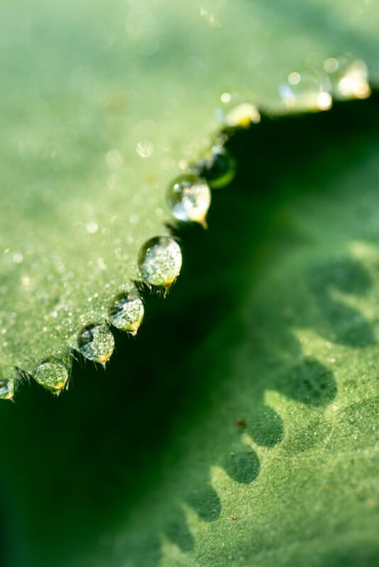 Close-up of water droplets lined up along the edge of a green leaf, with a soft, out-of-focus background and droplets casting shadows on the leaf surface.