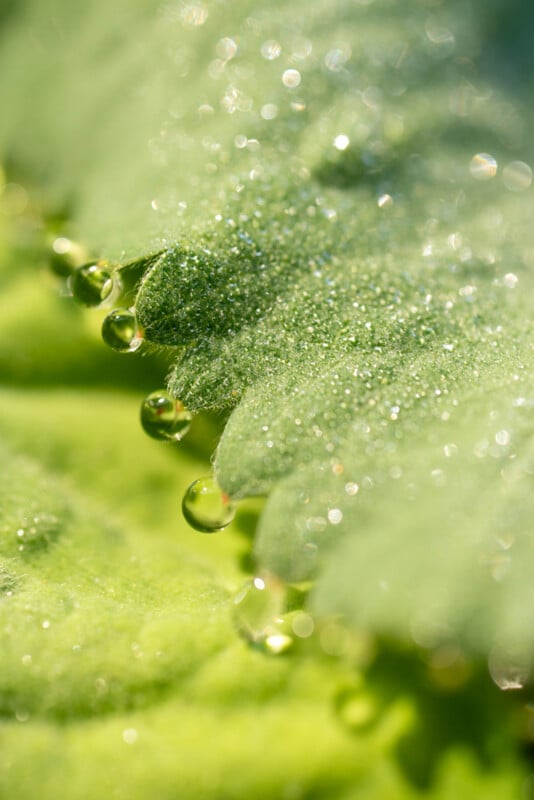 Close-up of dew drops on the edge of a textured green leaf, with sunlight creating a sparkling effect and a soft, blurred background.