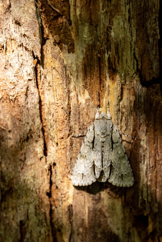 A gray moth with textured wings blends seamlessly into the rough, brown bark of a tree, demonstrating effective camouflage in its natural environment.