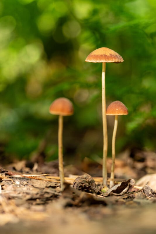 Three tall, thin mushrooms with brown caps grow among dry leaves on a forest floor, with a blurred green background suggesting foliage.