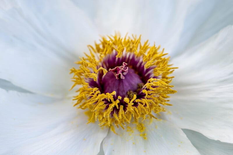 Close-up of a white flower with yellow-tipped stamens and a purple center, highlighting the intricate details and textures of the petals and reproductive structures.