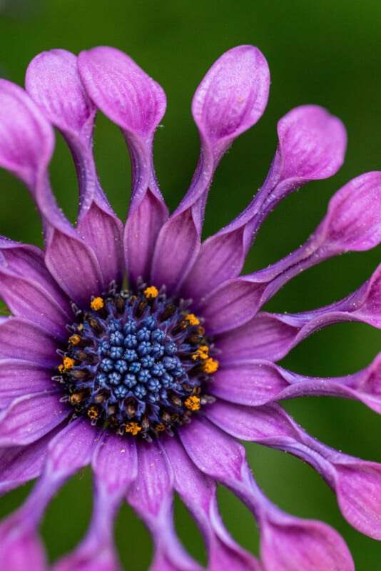 Close-up of a vibrant purple flower with spoon-shaped petals and a blue and yellow center, set against a blurred green background.