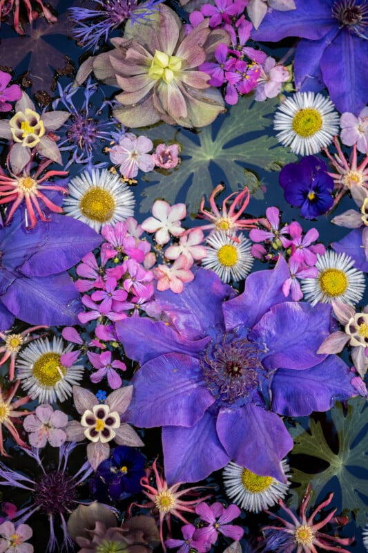 A vibrant assortment of purple, pink, white, and yellow flowers of various shapes and sizes floating on water with visible green leaves beneath them.