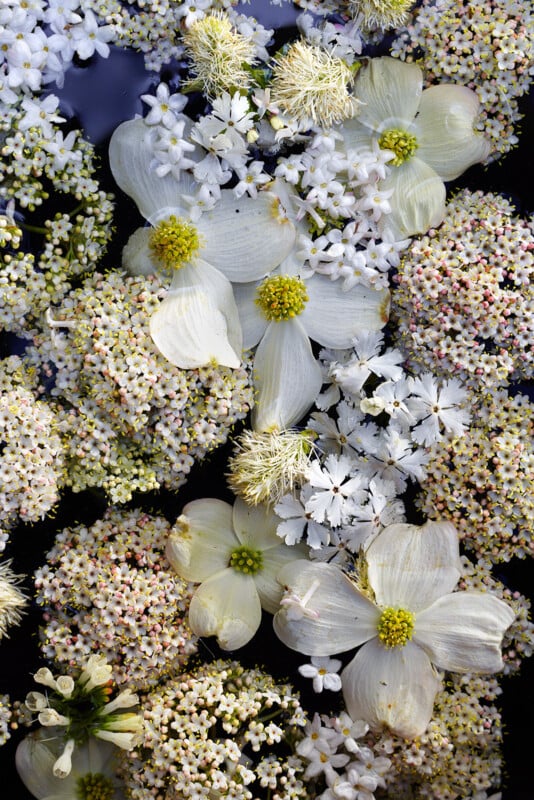 Clusters of small white and cream flowers, including larger blooms with yellow centers, float on water. The flowers overlap, creating a dense, textured, and delicate floral arrangement.