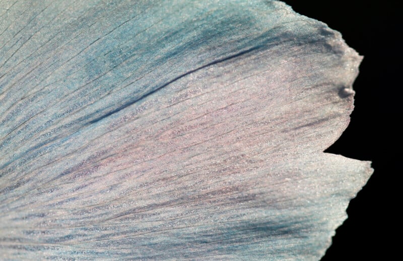 Close-up of a delicate flower petal with subtle blue, purple, and pink hues, showing fine veins and a slightly curved, textured surface against a dark background.