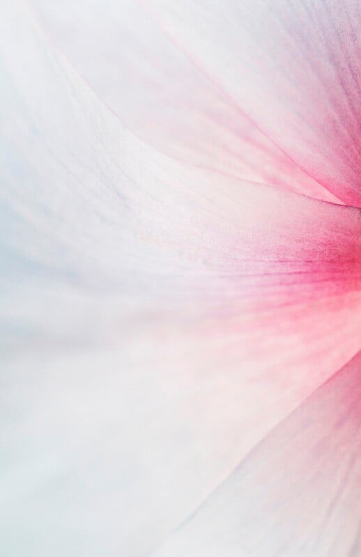 Soft, close-up image of a pale pink and white flower petal with gentle gradients, fine textures, and delicate lines creating an abstract, dreamy effect.