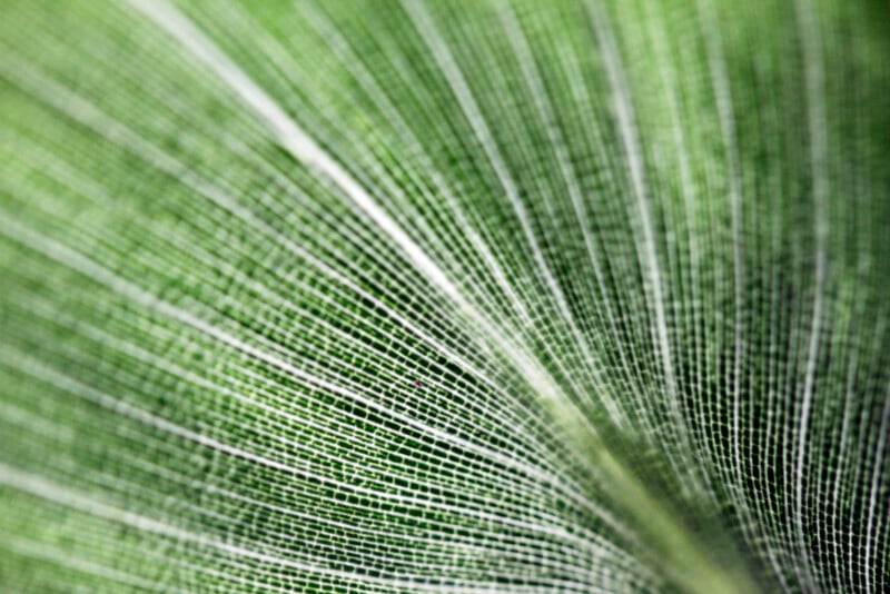Close-up of a green leaf showing intricate veins and fine texture, with light shining through, highlighting the natural patterns and lines in the foliage.