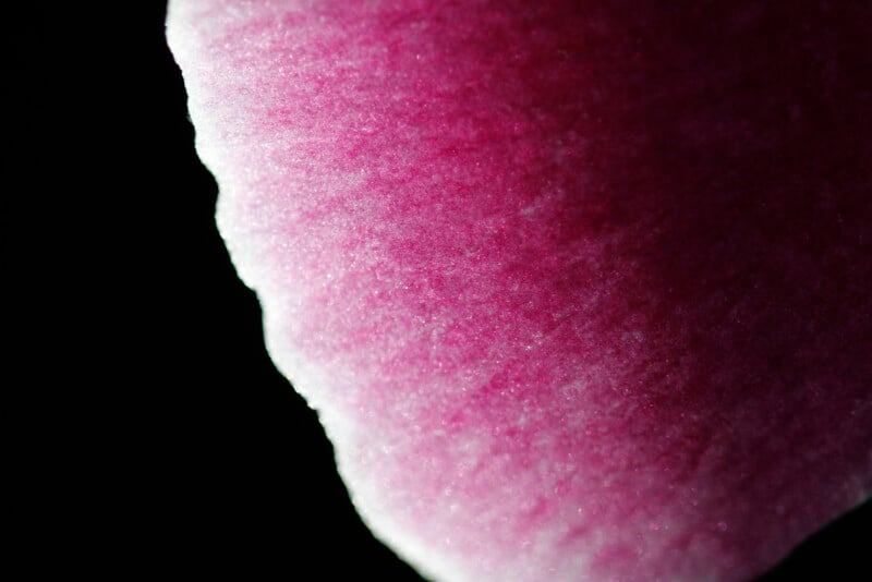 Close-up of the edge of a pink petal against a black background, showing its velvety texture and gradient of color from light pink at the edge to deep pink toward the center.