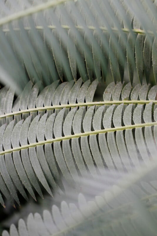 Close-up of overlapping fern leaves with a soft, muted green color and fine, parallel leaflets, creating a textured and layered pattern.