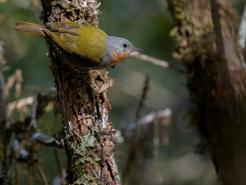 A small bird with olive-green wings, a gray head, and an orange patch on its throat perches on the side of a tree trunk in a sunlit forest.