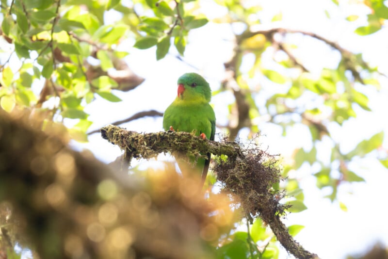 A small green parrot with a red beak perches on a mossy tree branch, surrounded by bright green leaves and dappled sunlight.