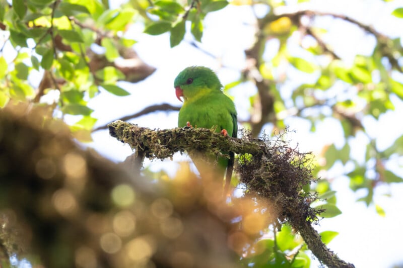 A green parrot with a red beak perches on a mossy tree branch, surrounded by bright green leaves and dappled sunlight in a forest setting.