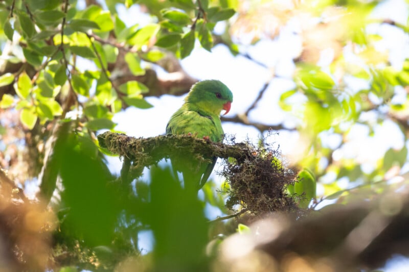 A green parrot with a red beak is perched on a mossy tree branch, surrounded by bright green leaves and dappled sunlight filtering through the canopy.