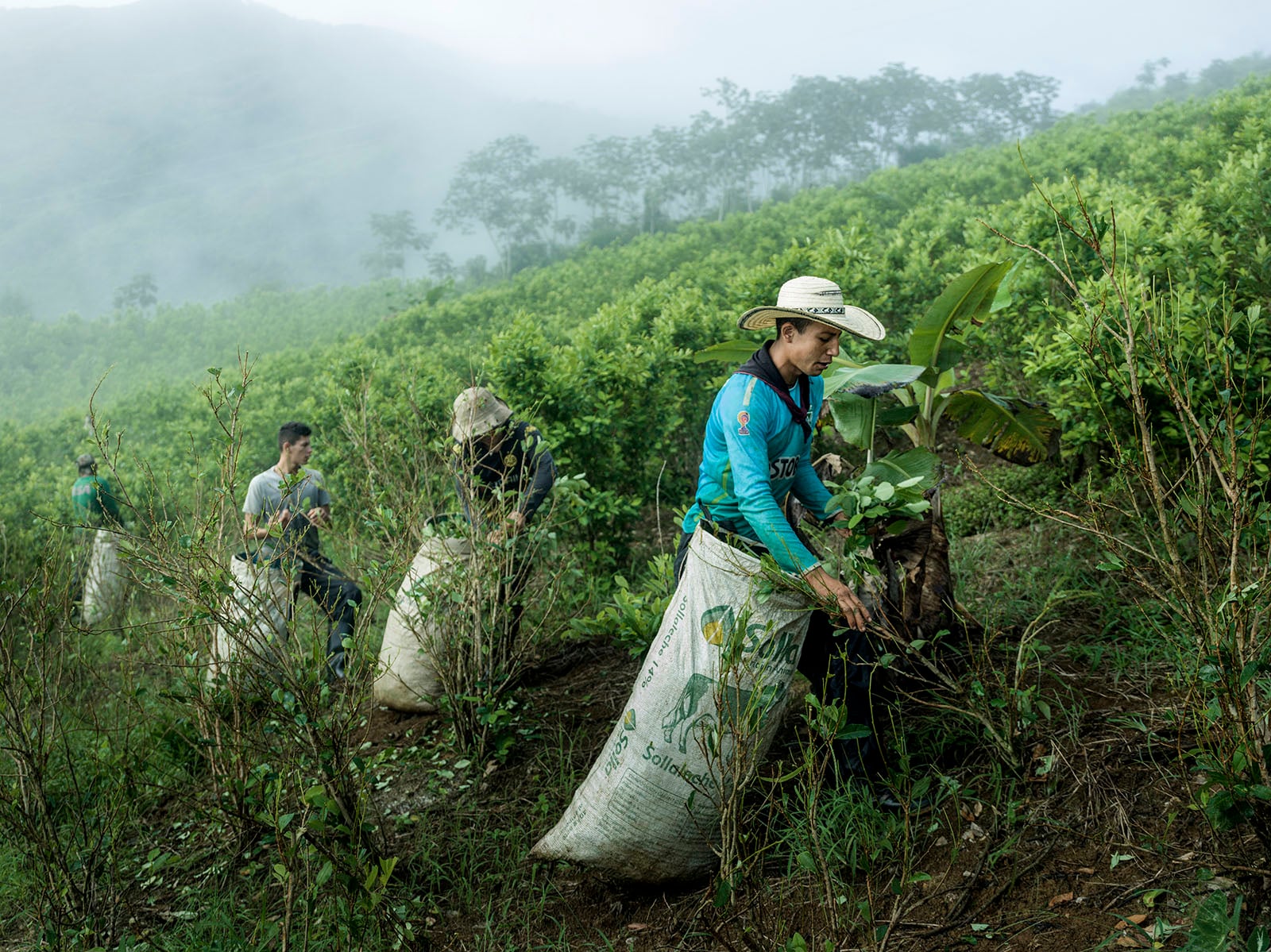 Four people wearing hats work on a foggy, green hillside, filling large white sacks with plants or crops. Lush vegetation and trees surround them in the background.