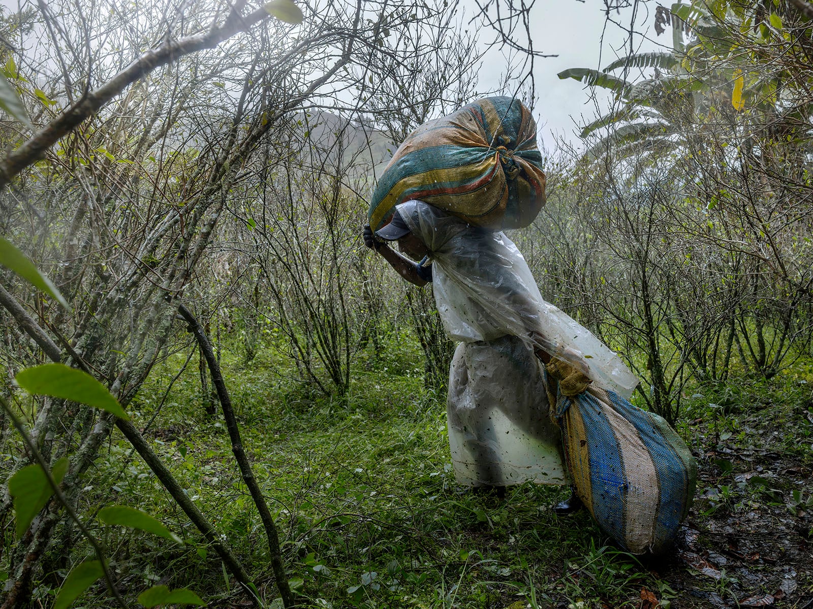 A person wearing a raincoat carries two large, striped sacks through a dense, green, and misty forest, surrounded by bare, thin branches and lush grass.